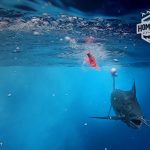 Ronnie Fields, Chasing Marlin